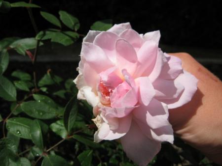 gallery_12351_2448_14079.jpg