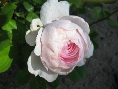gallery_12351_2448_26851.jpg