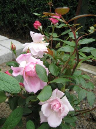 gallery_12351_2448_48054.jpg