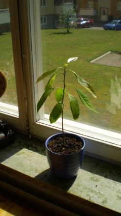 gallery_15427_2671_43647.jpg