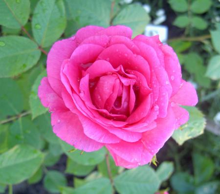 gallery_8514_2668_110499.jpg