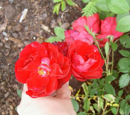 gallery_8514_2668_114334.jpg