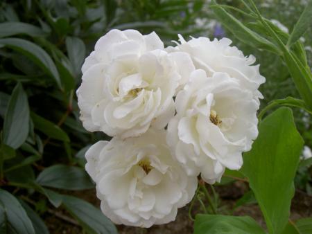 gallery_8514_2668_21045.jpg