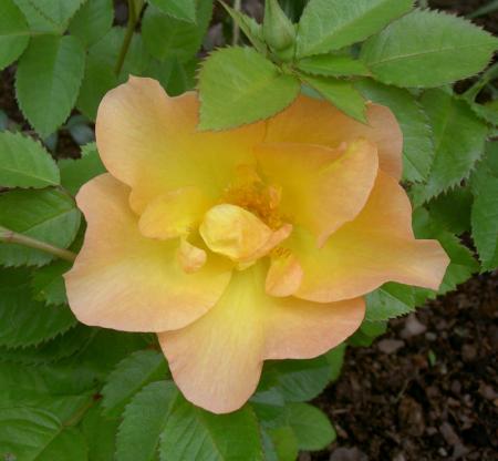gallery_8514_2668_87316.jpg