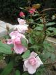 tn_gallery_12351_2448_48054.jpg