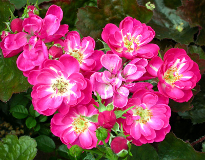 gallery_276_1248_68562.jpg