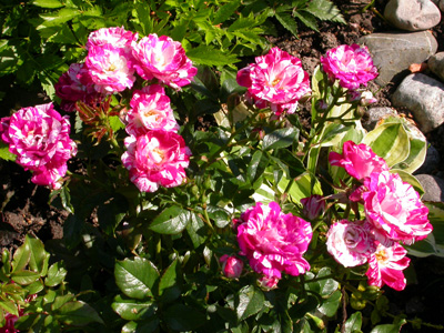gallery_276_1647_96621.jpg