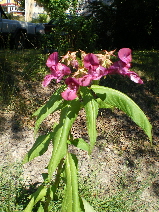 gallery_8211_2675_71384.jpg