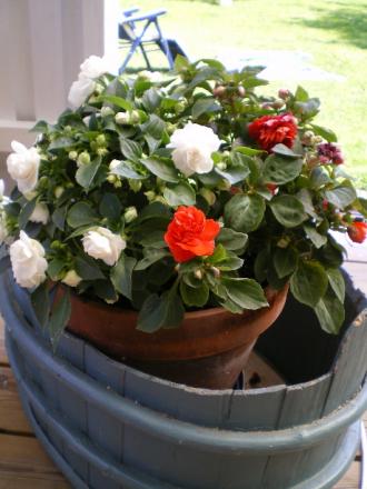 gallery_8211_2648_49705.jpg