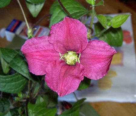gallery_8514_2672_35427.jpg