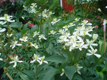 gallery_9983_440_10798.jpg