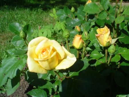 gallery_9983_709_126147.jpg