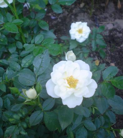 gallery_9983_709_222662.jpg