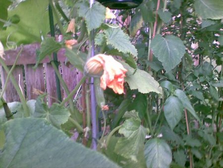 gallery_17826_2680_27215.jpg