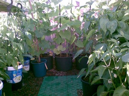 gallery_17826_2680_34969.jpg