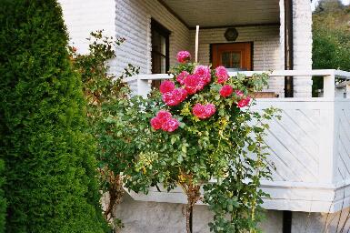 gallery_17826_2681_13784.jpg