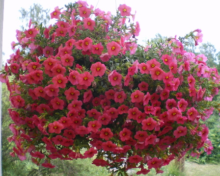 gallery_8211_2648_117100.jpg