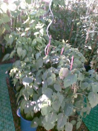 gallery_17826_2680_40578.jpg
