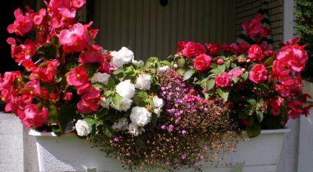gallery_8211_2648_225260.jpg