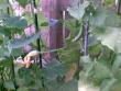 tn_gallery_17826_2680_24788.jpg