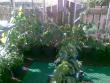tn_gallery_17826_2680_42985.jpg