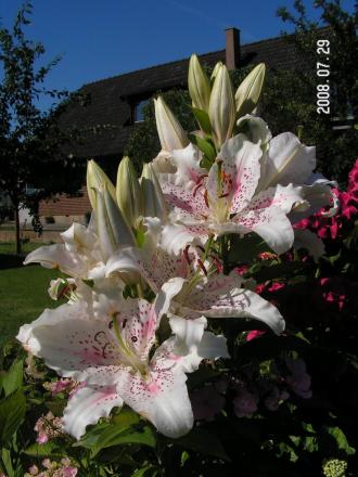 gallery_1786_950_140813.jpg