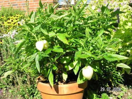 gallery_5587_1843_12173.jpg