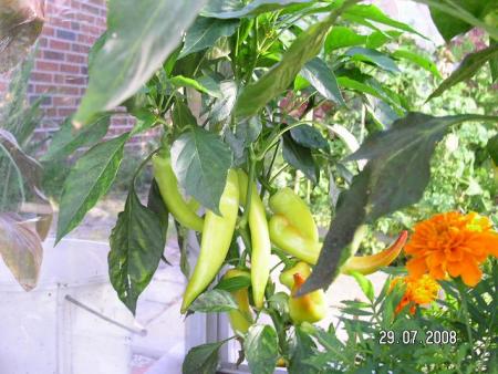 gallery_5587_1843_13175.jpg