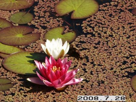 gallery_5956_1121_95535.jpg