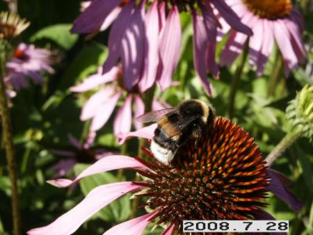 gallery_5956_2114_17106.jpg