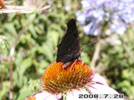 gallery_5956_2114_41327.jpg