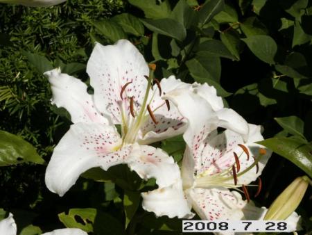 gallery_5956_2442_55840.jpg