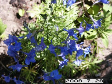 gallery_5956_2442_66327.jpg