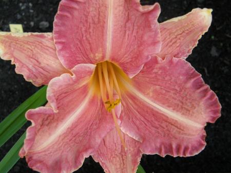gallery_7206_2684_14701.jpg