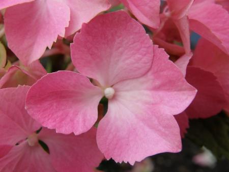 gallery_7206_2684_24086.jpg