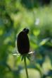 tn_gallery_7118_2683_17836.jpg