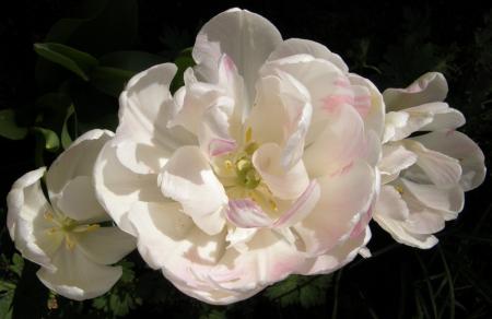 gallery_7206_2684_200149.jpg