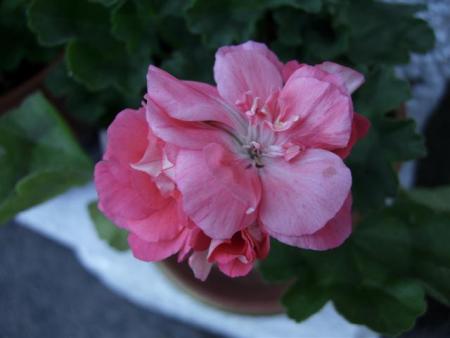 gallery_9679_2480_14641.jpg