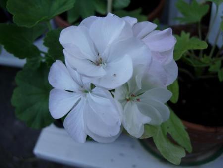 gallery_9679_2494_15116.jpg