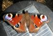 tn_gallery_352_2206_55847.jpg