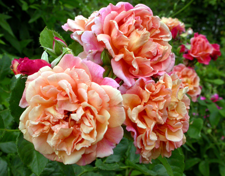 gallery_276_2660_60355.jpg