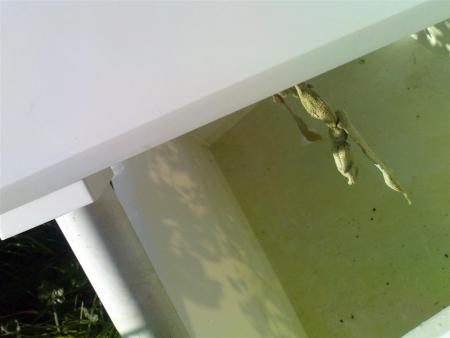gallery_12525_2697_31755.jpg