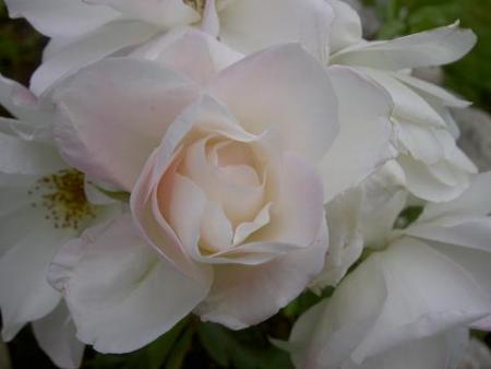 gallery_15230_2702_1476.jpg