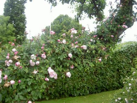 gallery_15230_2702_48201.jpg