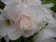 tn_gallery_15230_2702_1476.jpg