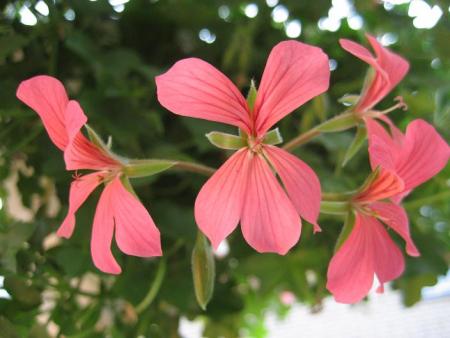 gallery_11874_2709_11210.jpg