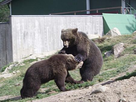 gallery_13447_1715_179141.jpg