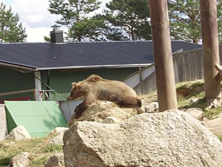 gallery_13447_1715_207079.jpg
