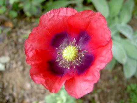gallery_15230_2702_1067.jpg