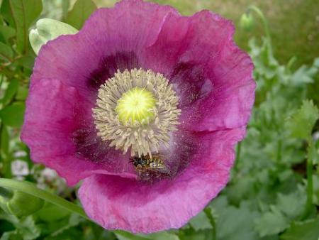 gallery_15230_2702_16315.jpg